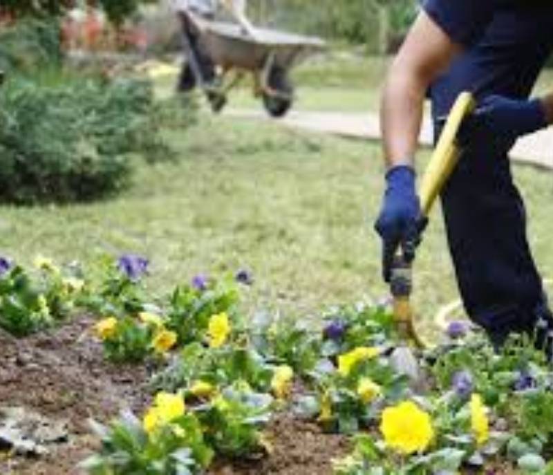 El mejor servicio de jardineria Jardines del Caribe, SRL